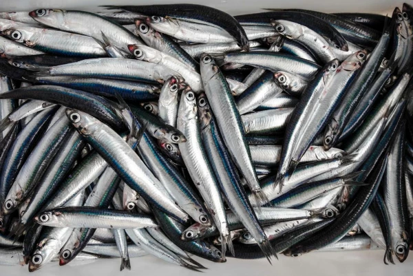 Brazil's Preserved Anchovies Price Shrinks Rapidly to $11.9 per kg